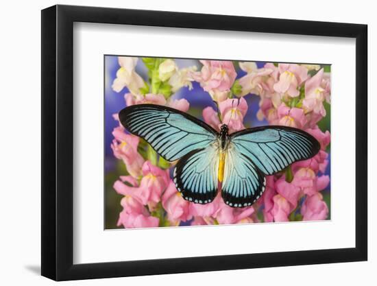 African Giant Blue Swallowtail Butterfly, Papilio Zalmoxis-Darrell Gulin-Framed Photographic Print