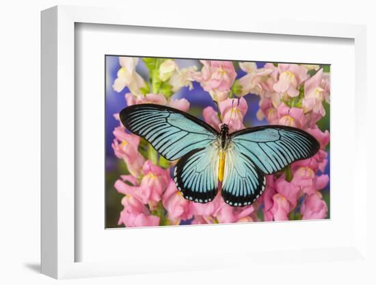 African Giant Blue Swallowtail Butterfly, Papilio Zalmoxis-Darrell Gulin-Framed Photographic Print