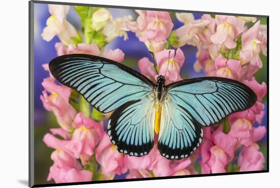 African Giant Blue Swallowtail Butterfly, Papilio Zalmoxis-Darrell Gulin-Mounted Photographic Print