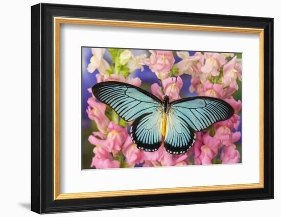 African Giant Blue Swallowtail Butterfly, Papilio Zalmoxis-Darrell Gulin-Framed Photographic Print