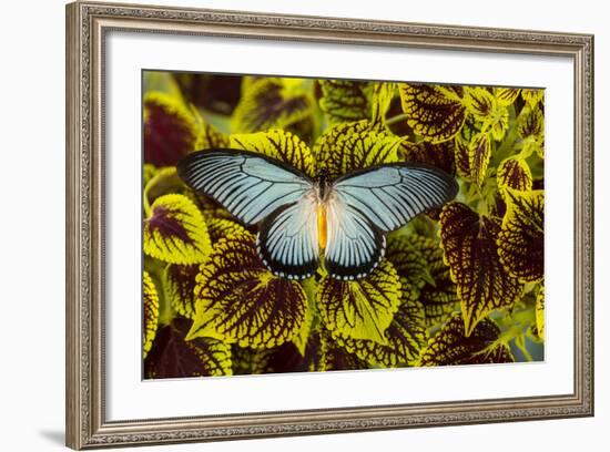 African Giant Blue Swallowtail Butterfly, Papilio Zalmoxis-Darrell Gulin-Framed Photographic Print