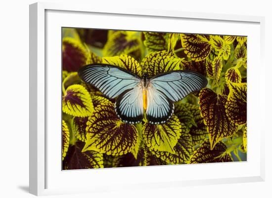 African Giant Blue Swallowtail Butterfly, Papilio Zalmoxis-Darrell Gulin-Framed Photographic Print