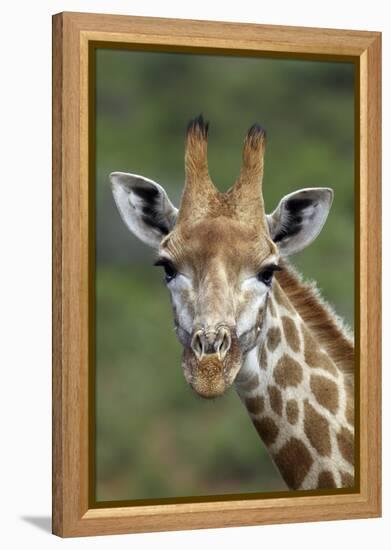 African Giraffes 002-Bob Langrish-Framed Premier Image Canvas