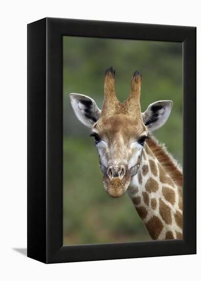 African Giraffes 002-Bob Langrish-Framed Premier Image Canvas