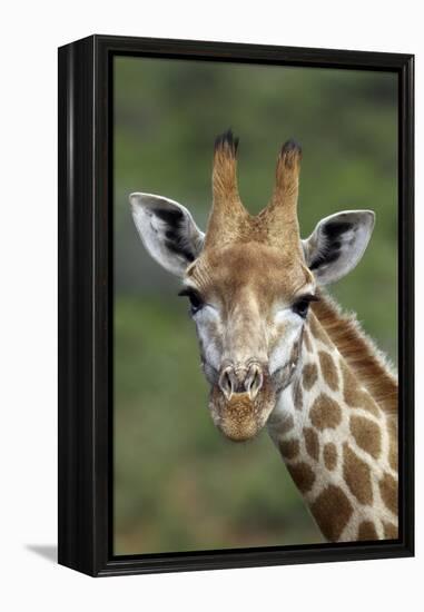 African Giraffes 002-Bob Langrish-Framed Premier Image Canvas