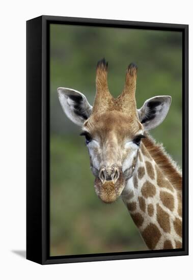 African Giraffes 002-Bob Langrish-Framed Premier Image Canvas