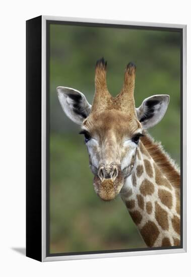 African Giraffes 002-Bob Langrish-Framed Premier Image Canvas