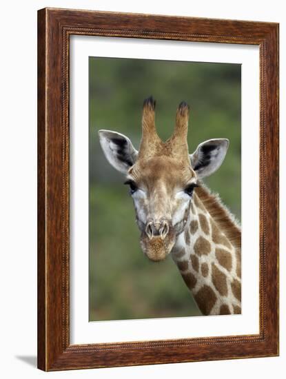 African Giraffes 002-Bob Langrish-Framed Photographic Print