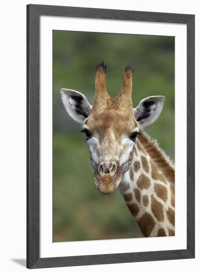 African Giraffes 002-Bob Langrish-Framed Photographic Print