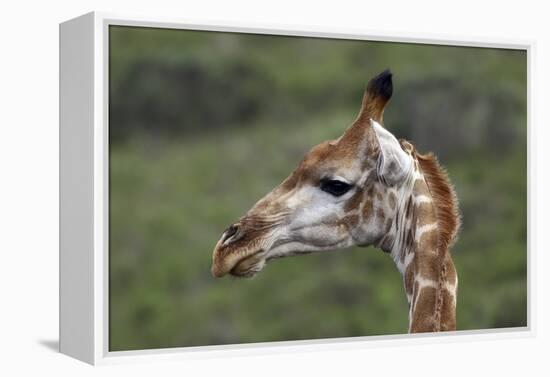 African Giraffes 003-Bob Langrish-Framed Premier Image Canvas