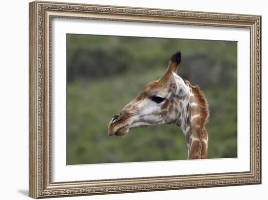 African Giraffes 003-Bob Langrish-Framed Photographic Print