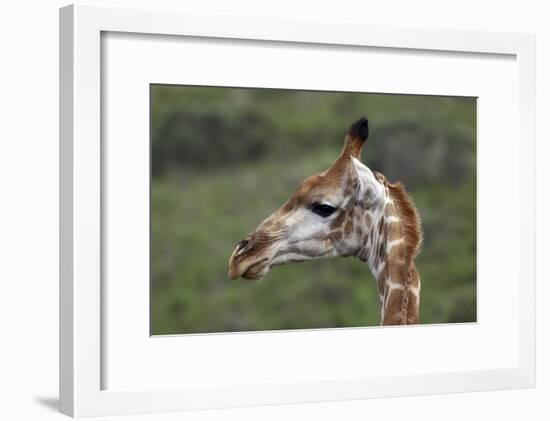 African Giraffes 003-Bob Langrish-Framed Photographic Print