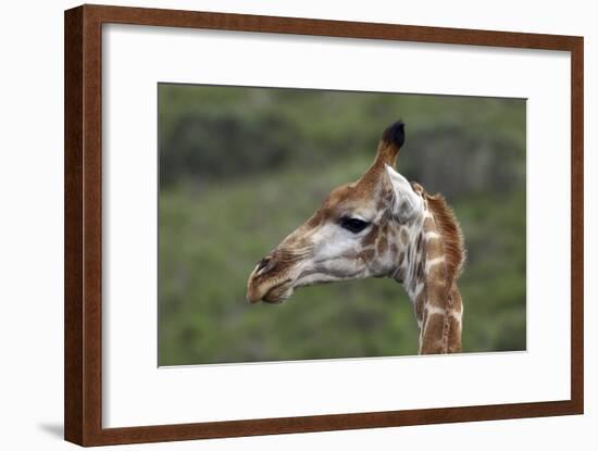 African Giraffes 003-Bob Langrish-Framed Photographic Print