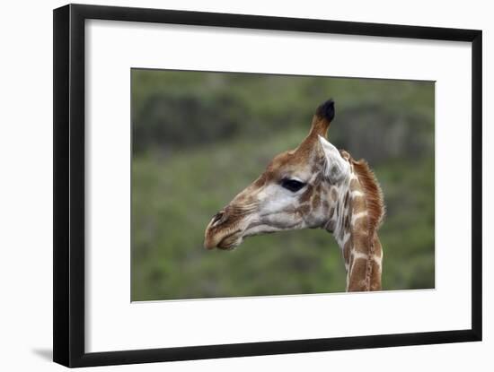 African Giraffes 003-Bob Langrish-Framed Photographic Print