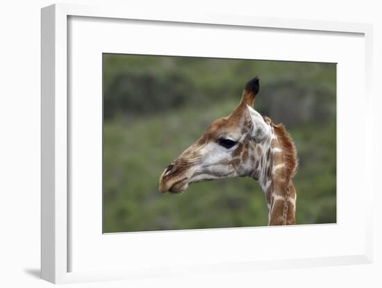 African Giraffes 003-Bob Langrish-Framed Photographic Print