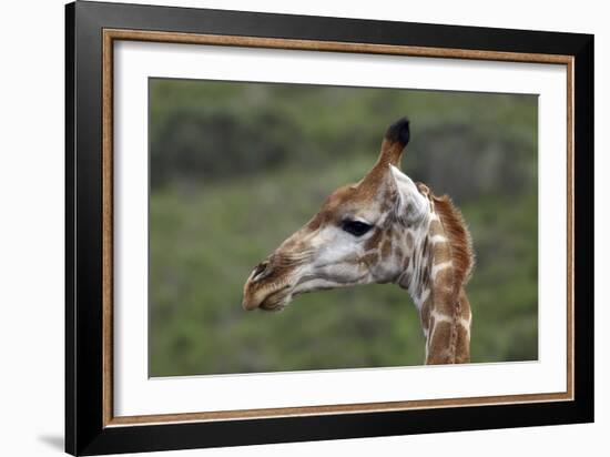 African Giraffes 003-Bob Langrish-Framed Photographic Print