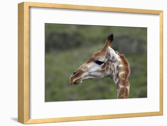 African Giraffes 003-Bob Langrish-Framed Photographic Print