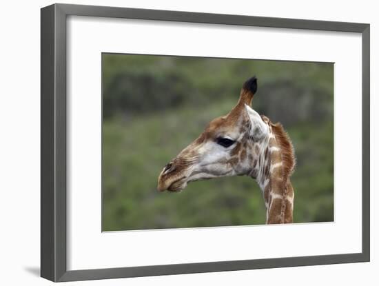 African Giraffes 003-Bob Langrish-Framed Photographic Print