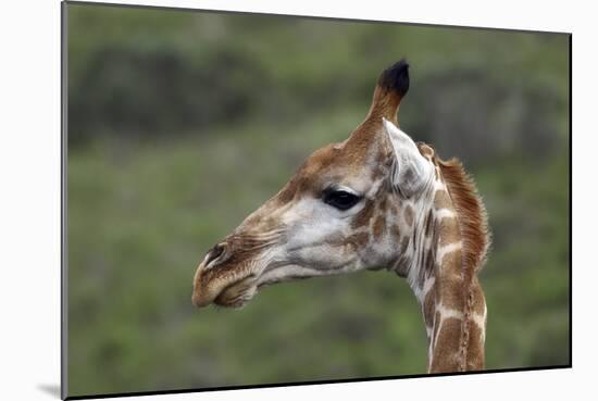 African Giraffes 003-Bob Langrish-Mounted Photographic Print