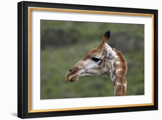 African Giraffes 003-Bob Langrish-Framed Photographic Print