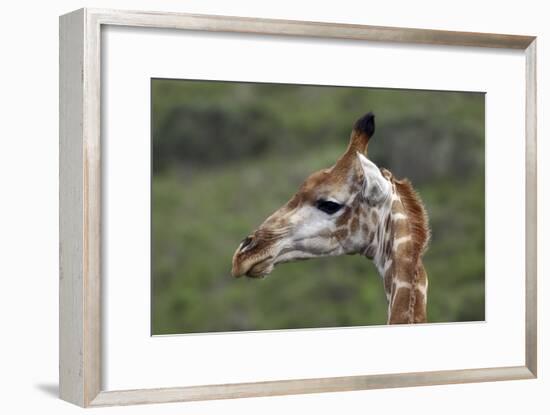 African Giraffes 003-Bob Langrish-Framed Photographic Print