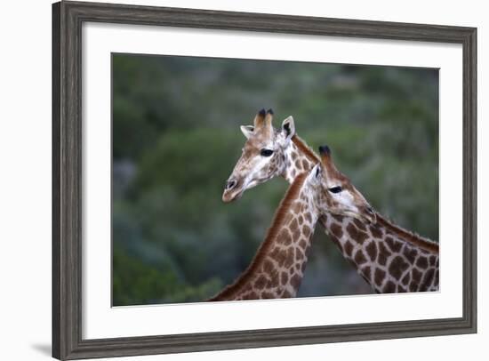 African Giraffes 014-Bob Langrish-Framed Photographic Print