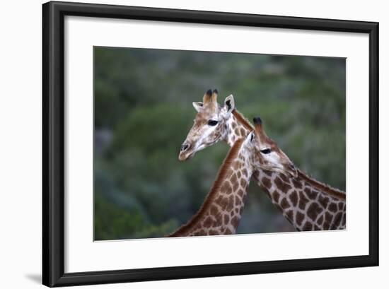 African Giraffes 014-Bob Langrish-Framed Photographic Print