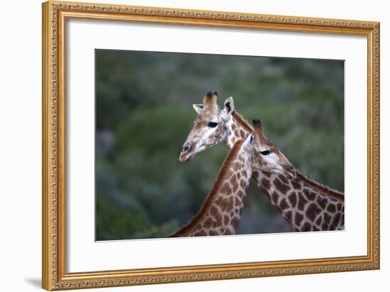 African Giraffes 014-Bob Langrish-Framed Photographic Print