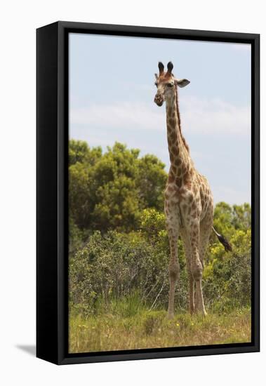 African Giraffes 026-Bob Langrish-Framed Premier Image Canvas