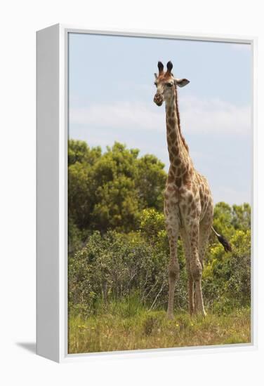 African Giraffes 026-Bob Langrish-Framed Premier Image Canvas