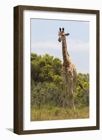 African Giraffes 026-Bob Langrish-Framed Photographic Print