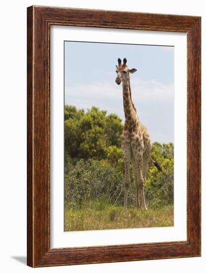 African Giraffes 026-Bob Langrish-Framed Photographic Print