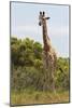 African Giraffes 026-Bob Langrish-Mounted Photographic Print