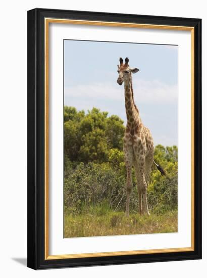 African Giraffes 026-Bob Langrish-Framed Photographic Print