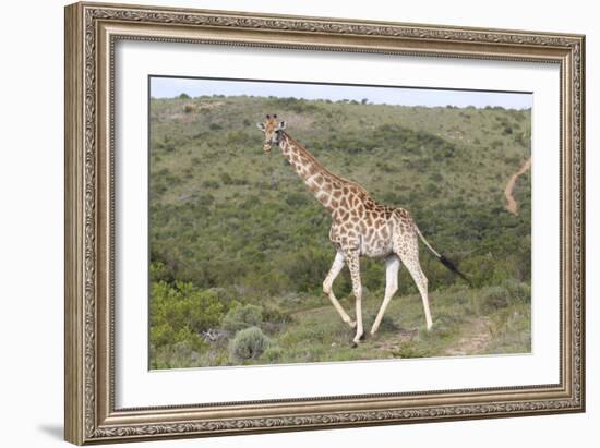 African Giraffes 063-Bob Langrish-Framed Photographic Print