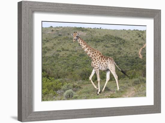 African Giraffes 063-Bob Langrish-Framed Photographic Print