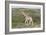 African Giraffes 063-Bob Langrish-Framed Photographic Print