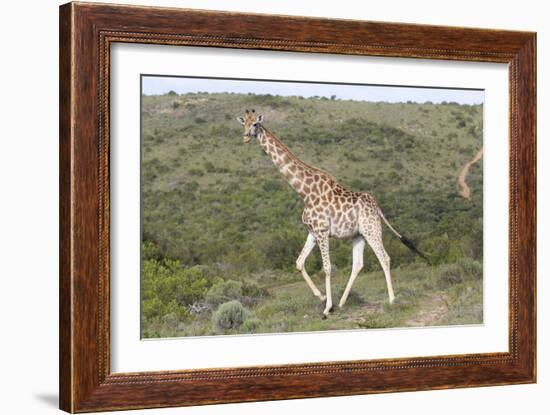 African Giraffes 063-Bob Langrish-Framed Photographic Print