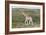 African Giraffes 063-Bob Langrish-Framed Photographic Print