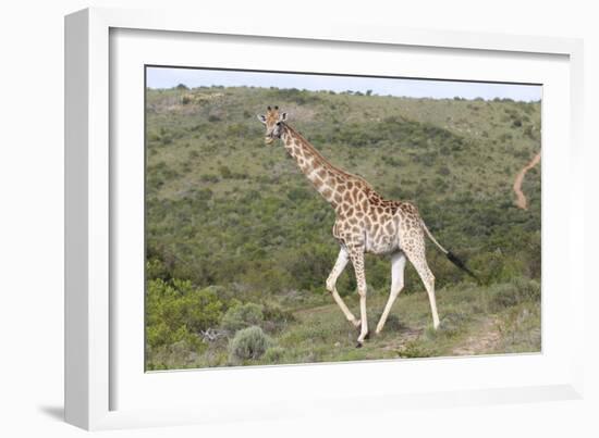 African Giraffes 063-Bob Langrish-Framed Photographic Print