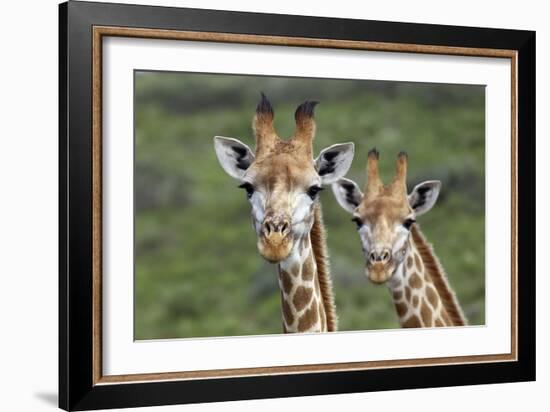 African Giraffes 074-Bob Langrish-Framed Photographic Print