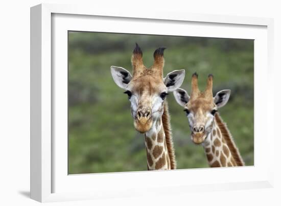 African Giraffes 074-Bob Langrish-Framed Photographic Print