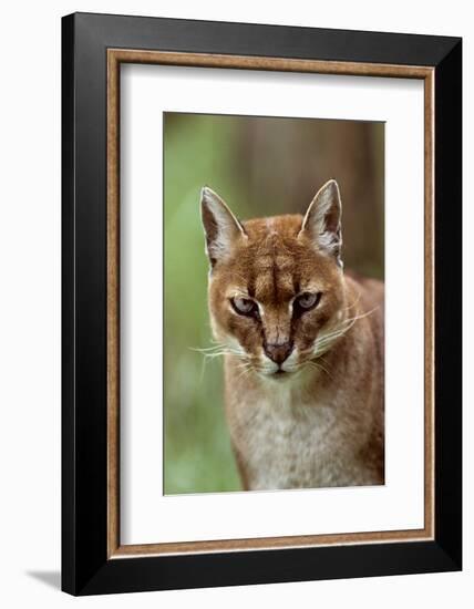 African golden cat (Profelis aurata) female,  captive, occurs in West and central Africa-Terry Whittaker-Framed Photographic Print