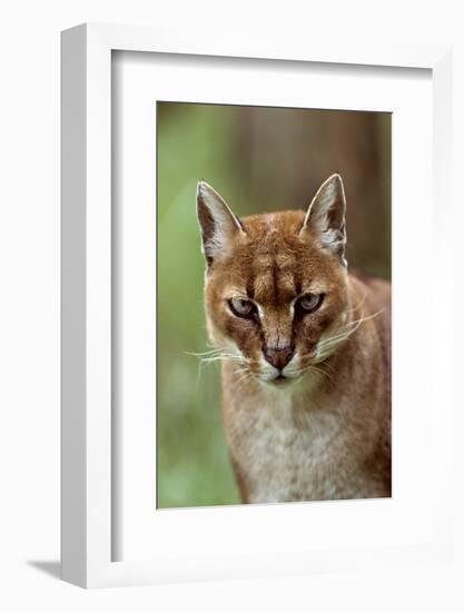 African golden cat (Profelis aurata) female,  captive, occurs in West and central Africa-Terry Whittaker-Framed Photographic Print