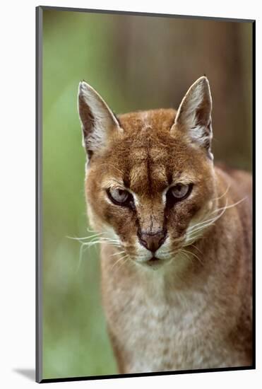 African golden cat (Profelis aurata) female,  captive, occurs in West and central Africa-Terry Whittaker-Mounted Photographic Print