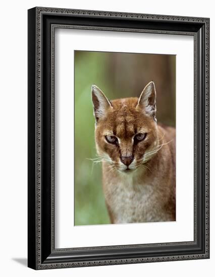 African golden cat (Profelis aurata) female,  captive, occurs in West and central Africa-Terry Whittaker-Framed Photographic Print