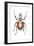 African Goliath Beetle (Goliathus Giganteus), Insects-Encyclopaedia Britannica-Framed Art Print