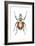 African Goliath Beetle (Goliathus Giganteus), Insects-Encyclopaedia Britannica-Framed Art Print