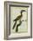 African Grey Hornbill-Georges-Louis Buffon-Framed Giclee Print