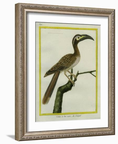 African Grey Hornbill-Georges-Louis Buffon-Framed Giclee Print